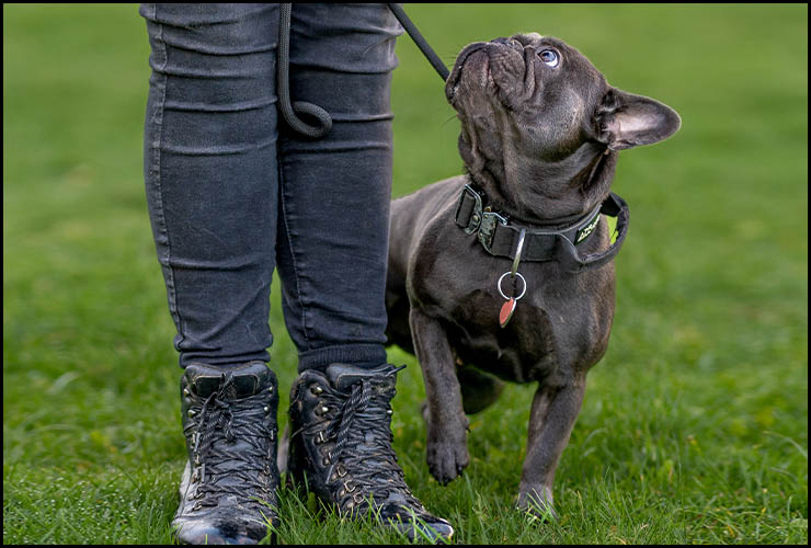 dog behavioural training yorkshire