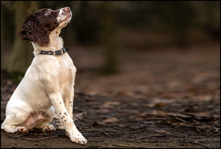 puppy training yorkshire