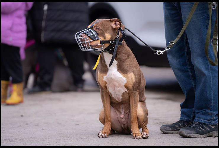 puppy training yorkshire